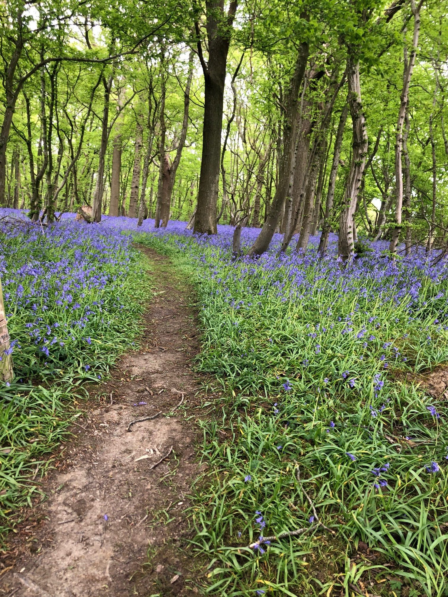 Marketing Consultancy Bluebells