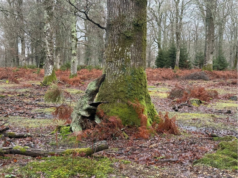 Nature Connection Science Evidence alexanadrapatrick